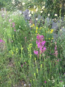 Trädgården kan vara rik på inhemska blommande växter om man låter dem komma fram (Foto: Anna Grimlycke)