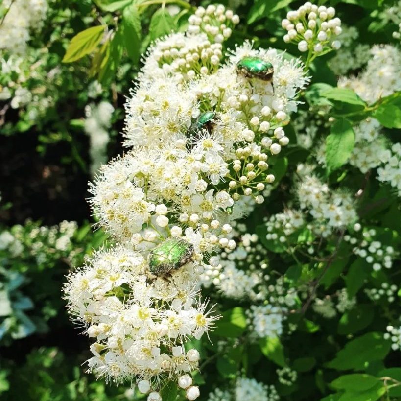 Gräsgrön guldbagge på spirea i trädgård (foto Anna Grimlycke)